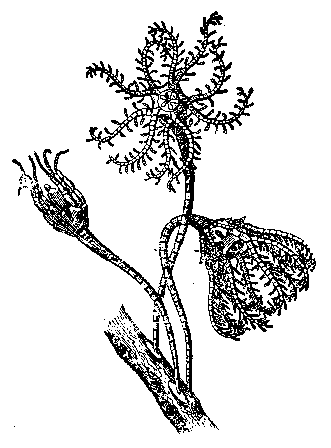 SEA LILY.