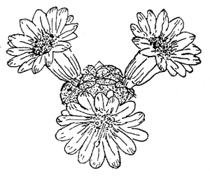 line drawing, flowers line drawing, flowers