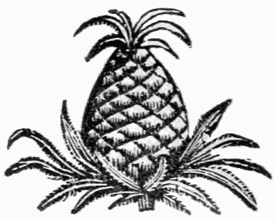 back cover pineapple