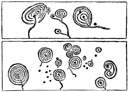 Cup-and-ring Markings from Scotland Cup-and-ring Markings from Scotland