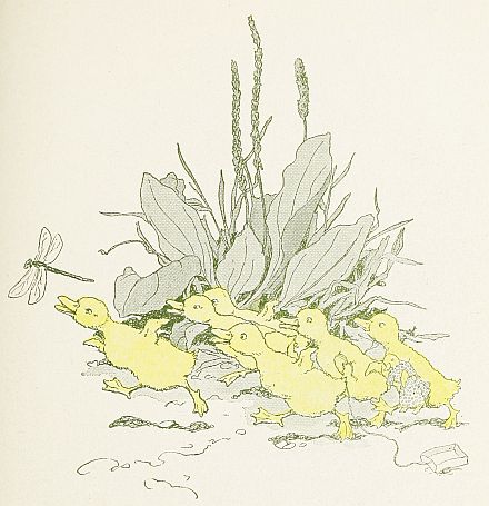 Ducklings chasing a dragonfly