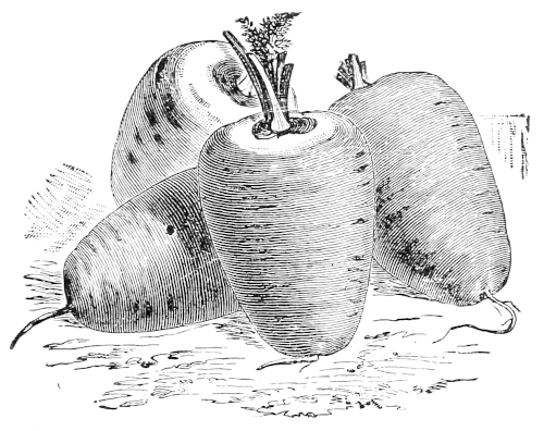 Guerande Carrot