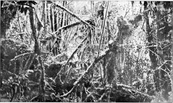 rain-forest