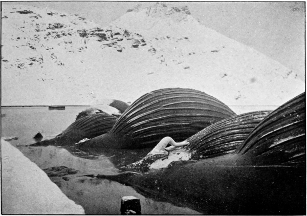 whale