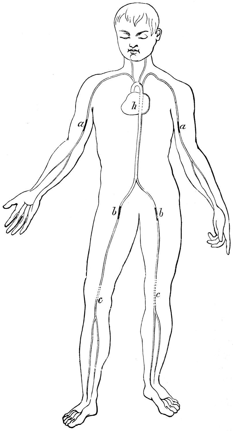 Main human arteries