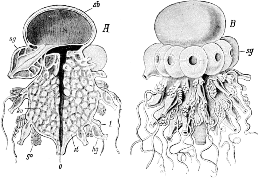 Siphonophore