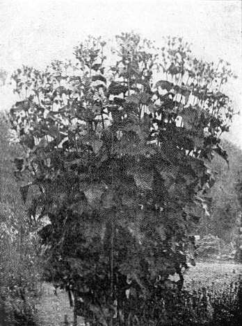Fig. 35