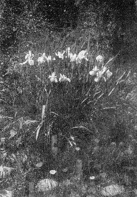Fig. 63