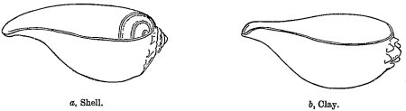 a, Shell. b, Clay. Fig. 465.&mdash;Form derived from a conch shell.