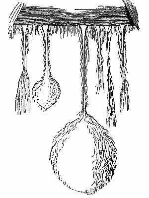 Fig. 5.&mdash;FORMS OF MOULD FUNGI FOUND
IN THE BROWN-COAL MINES NEAR
HALLE A. S.