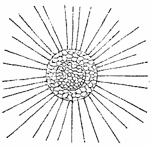 Fig. 6.&mdash;THE SUN INFUSORIUM
(ACTINOPHRYS).