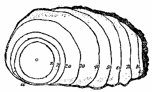 Fig. 34.&mdash;Section across an old pine stem in the cancerous region injured
by Peridermium Pini (var. corticola).