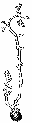 Fig. 35. A spore of Peridermium Pini germinating. It puts forth the long,
branched germinal hyph&aelig;