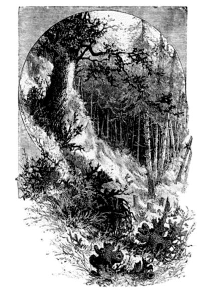 "Tall, sombre, grim, they stand with dusky gleam
Brightening to gold within the woodland's core."