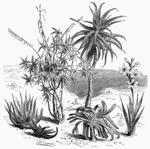 Vegetable Life of Cape Colony.

1. Aloe verrucosa.   2. Aloe soccotrina.   3. Aloe ciliaris.   4. Aloe arborescens.
5. Aloe plicatilis.&nbsp; &nbsp; &nbsp; &nbsp; &nbsp; &nbsp; &nbsp; &nbsp; 6. Gladiolus blandus.