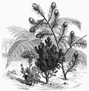Vegetable Life of Cape Colony.

1. Helichrysum fruticosum.   2. Erica Cavendishiana.   3. Protea longifolia.   4. Todea Africana.