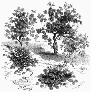 Vegetable Life of Cape Colony.

1. Pelargonium hederæfolium (Ivy-leaved Geranium).   2. Oxalis rosacea (Wood-Sorrel).
3. Pelargonium glaucum.&nbsp;  4. Pelargonium zonale (Zone-leaved Geranium).
5. Pelargonium tricuspidatum.