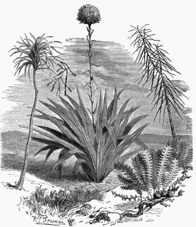 Vegetable Life on the Australian Plains.

1. Doryanthes excelsa.
2. Aralia crassifolia.
3. Dryandra repens.
4. Cordyline congesta.