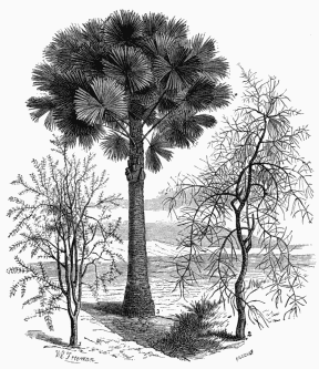 Vegetable Life on the Australian Plains.
1. Acacia verticillata.
2. Casuarina equisetifolia, or Black Boy Tree.
3. Corypha Australis, or Australian Palm.