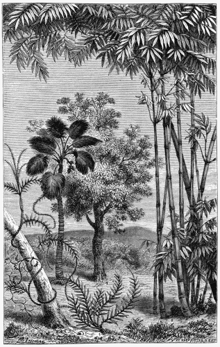 TROPICAL VEGETATION.
1. Calamus Rotang.
2. Bamboos.
3. Borassus flabelliformis.
4. Diospyros ebenum.