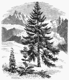 1. Fir, with bearded Usnea. 2. Great Yellow Gentian. 3.
Martagon, or Turk’s Cap Lily.