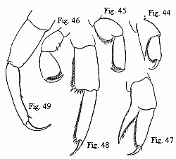 Figs. 44 to 46. Feet
of a half-grown Hyperia Martinezii, n. sp. (Named after my valued friend the
amiable Spanish zoologist, M. Francisco de Paula Martinez y Saes, at present on
a voyage round the world.) Figs. 47 to 49. Feet of a nearly adult male of the
same species; 44 and 47 from the first pair of anterior feet (gnathopoda); 44
and 48 from the first, and 46 and 49 from the last pair of thoracic feet.
Magnified.